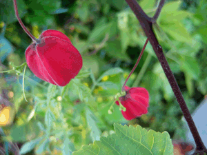 d200810-0030.gif