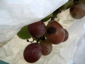 d200810-0031.gif