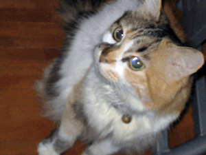 d200810-0048.gif