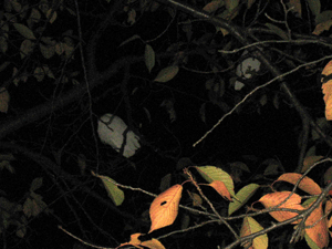 d200811-0020.gif