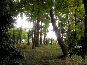 d200811-0032.gif