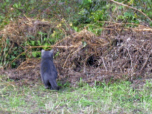 d200811-0033.gif
