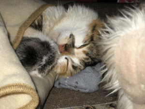 d200811-0043.gif