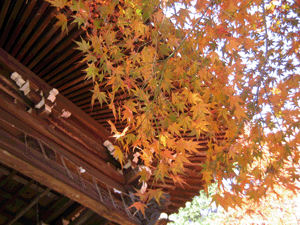 d200811-0049.gif