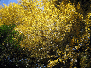d200811-0051.gif
