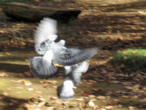 d200811-0054.gif