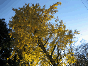 d200811-0056.gif