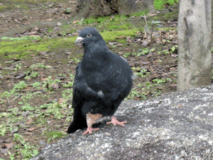 d200812-0021.gif