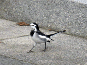 d200812-0022.gif