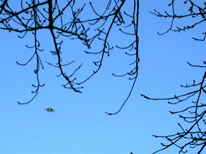 d200901-0005.gif