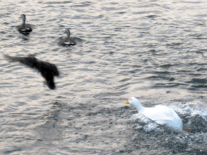 d200902-0025.gif