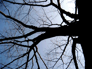 d200902-0031.gif