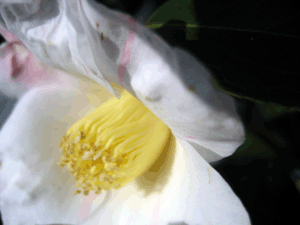 d200902-0032.gif