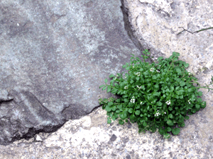 d200703-0008.gif