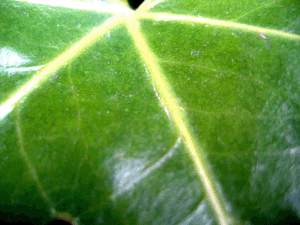 d200703-0009.gif
