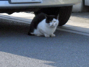 d200904-0002.gif