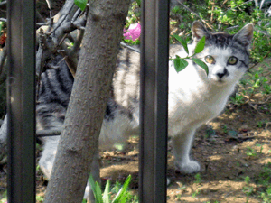 d200904-0004.gif