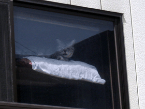 d200904-0005.gif