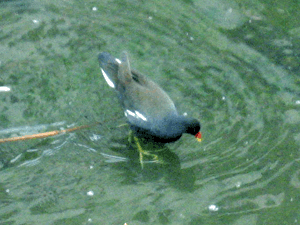 d200904-0008.gif