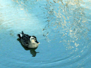 d200904-0009.gif