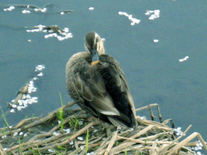 d200904-0010.gif