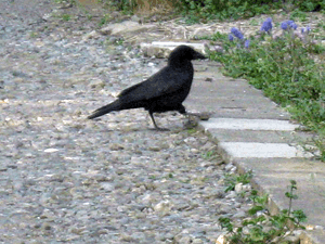 d200904-0011.gif