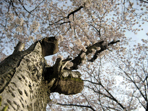 d200904-0028.gif