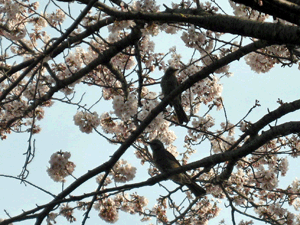 d200904-0029.gif