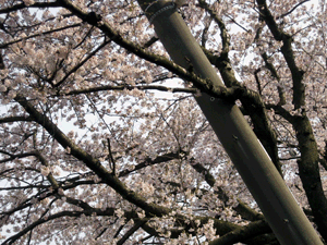 d200904-0030.gif