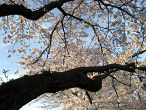 d200904-0031.gif