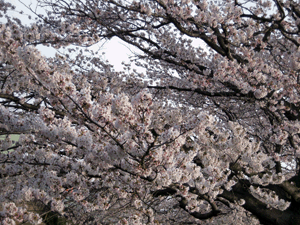 d200904-0032.gif