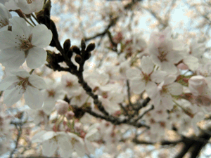 d200904-0033.gif
