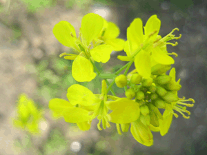 d200904-0034.gif