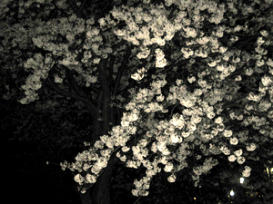 d200904-0036.gif