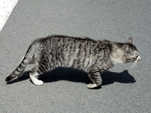 d200904-0006.gif
