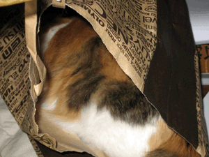d200905-0013.gif