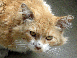 d200906-0016.gif