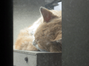 d200906-0017.gif