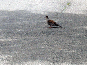 d200906-0025.gif