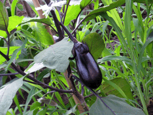 d200906-0029.gif