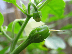 d200906-0030.gif