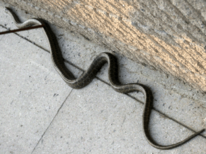 d200906-0034.gif