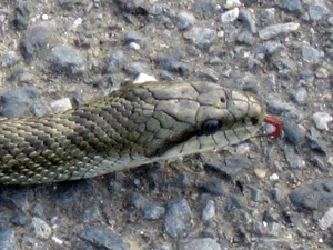 d200906-0036.gif