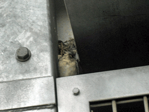 d200907-0013.gif
