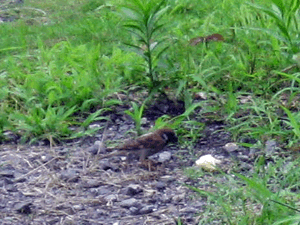 d200907-0041.gif
