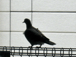 d200907-0042.gif