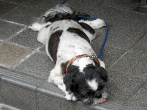 d200908-0008.gif