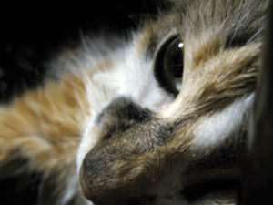 d200908-0013.gif