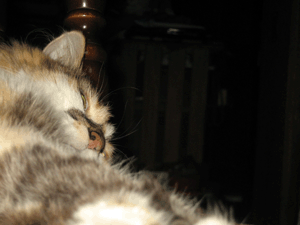 d200908-0014.gif