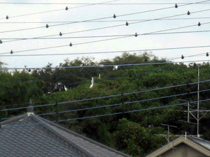 d200908-0033.gif